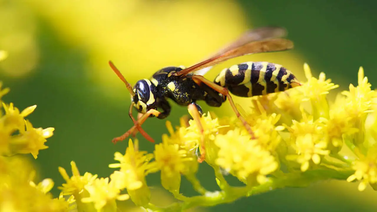 What Do Wasps Do for the Environment